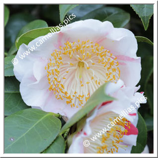 Camellia Higo Camellias 'Tanchô'