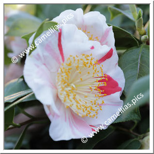 Camellia Camellia Japonica de Higo 'Tanchô'