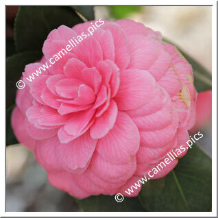 Camellia Japonica 'Targioni Rosea'