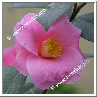 Camellia Japonica 'Tarô'an'