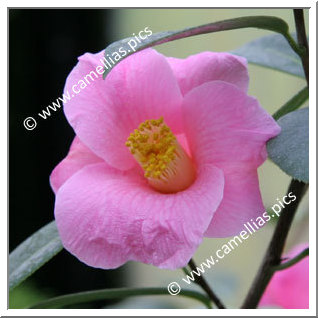 Camellia Japonica 'Tarô'an'