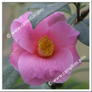 Camellia Japonica 'Tarô'an'