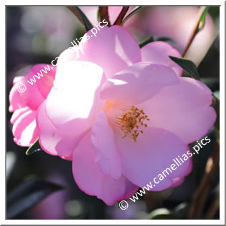 Camellia Hybrid C.x williamsii 'Taylor's Perfection'