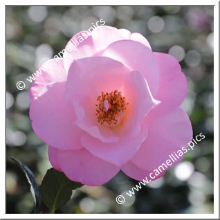 Camellia Hybrid C.x williamsii 'Taylor's Perfection'
