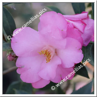 Camellia Hybride C.x williamsii 'Taylor's Supreme'