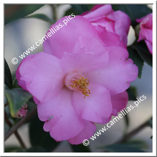 Camellia Hybrid C.x williamsii 'Taylor's Supreme'