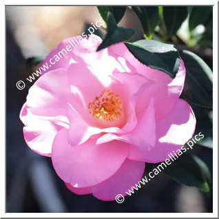 Camellia Hybrid C.x williamsii 'Taylor's Supreme'