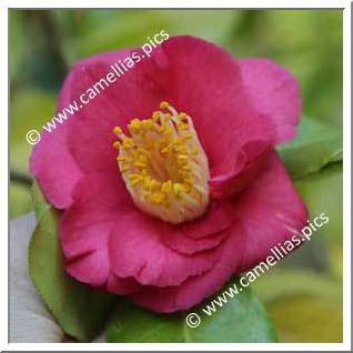 Camellia Japonica 'Temple Incense'