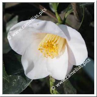 Camellia Japonica 'Tendresse'