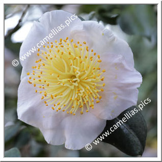 Camellia Camellia Japonica de Higo 'Tenjû'