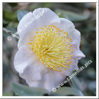 Camellia Higo Camellias 'Tenjû'