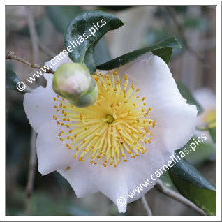 Camellia Camellia Japonica de Higo 'Tenjû'