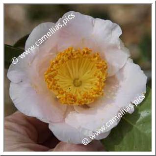 Camellia Camellia Japonica de Higo 'Tenkô'