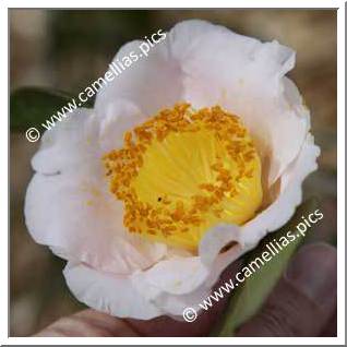 Camellia Higo Camellias 'Tenkô'