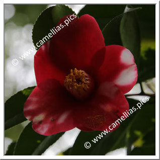 Camellia Japonica 'Tenmoku'