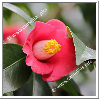 Camellia Japonica 'Tenrinji-gakkô'
