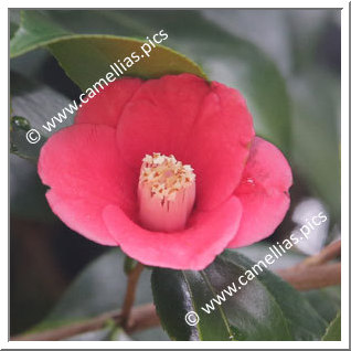 Camellia Japonica 'Tenrinji-gakkô'