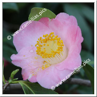 Camellia Japonica 'Tenshi'