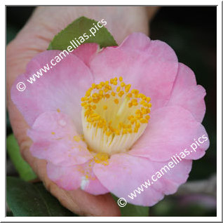 Camellia Japonica 'Tenshi'