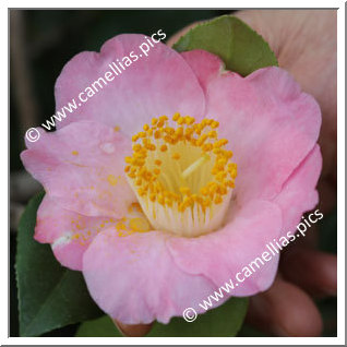 Camellia Japonica 'Tenshi'