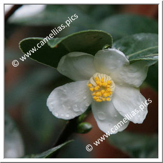 Camellia Botanique C. tenuiflora