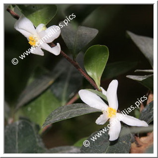 Camellia Botanique 'C. tenuiflora'