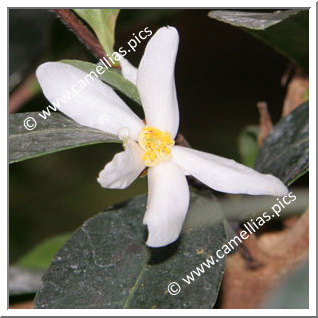 Camellia Botanique C. tenuiflora