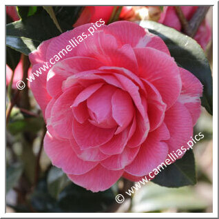 Camellia Japonica 'Teresa Massini'