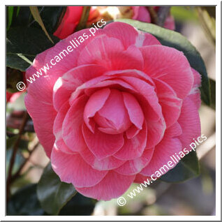 Camellia Japonica 'Teresa Massini'