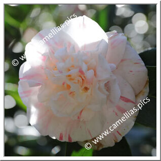 Camellia Japonica 'Teresa Sodini'