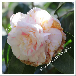 Camellia Japonica 'Teresa Sodini'