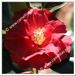 Camellia Hybride 'Terrell Weaver'
