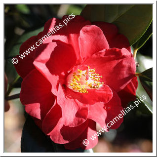 Camellia Hybride 'Terrell Weaver'
