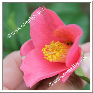 Camellia Japonica 'Terukuni-no-haru'