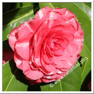 Camellia Japonica 'Terziana'