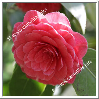 Camellia Japonica 'Terziana'