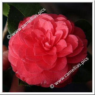 Camellia Japonica 'Teutonia'