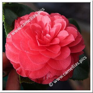 Camellia Japonica 'Teutonia'