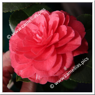 Camellia Japonica 'Teutonia'