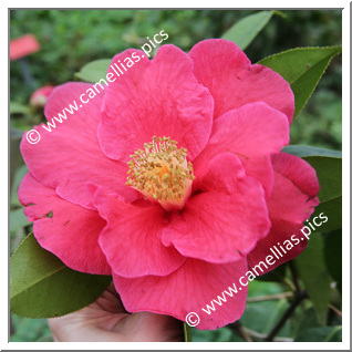 Camellia Japonica 'The Czar'