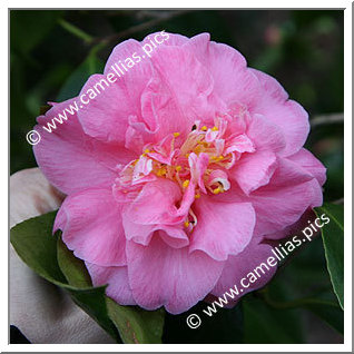 Camellia Japonica 'Thelma Dale'