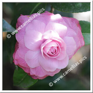 Camellia Japonica 'Theresa Marchesa d'Ambra'