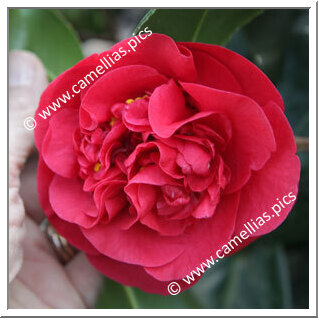 Camellia Japonica 'Thomas'