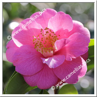 Camellia Hybrid C.reticulata  'Three Dreams'