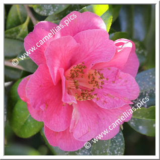 Camellia Hybrid C.reticulata  'Three Dreams'