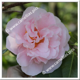 Camellia Japonica 'Tiffany'