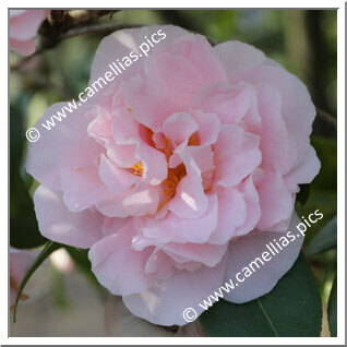 Camellia Japonica 'Tiffany'