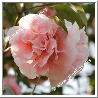 Camellia Japonica 'Tiffany'