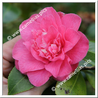 Camellia Japonica 'Tiki'