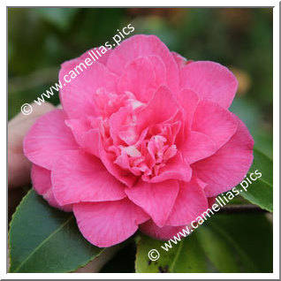 Camellia Japonica 'Tiki'